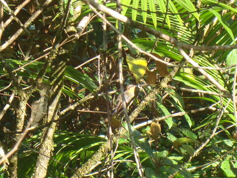 Image of Hook-billed hermit (hummingbird)