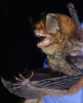 Myotis (Chrysopteron) goudotii (A. Smith 1834)的圖片