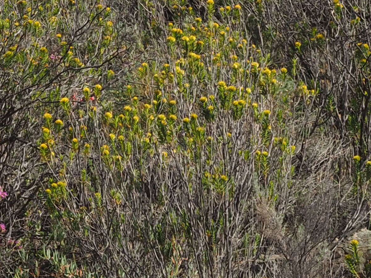 Image of Pteronia fasciculata L. fil.