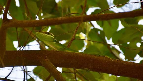 Слика од Anolis noblei Barbour & Shreve 1935