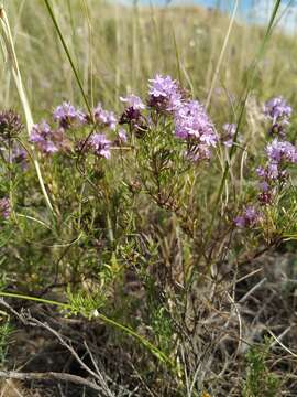 Sivun Thymus pallasianus Heinr. Braun kuva