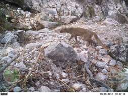 Image of Jaguarundi