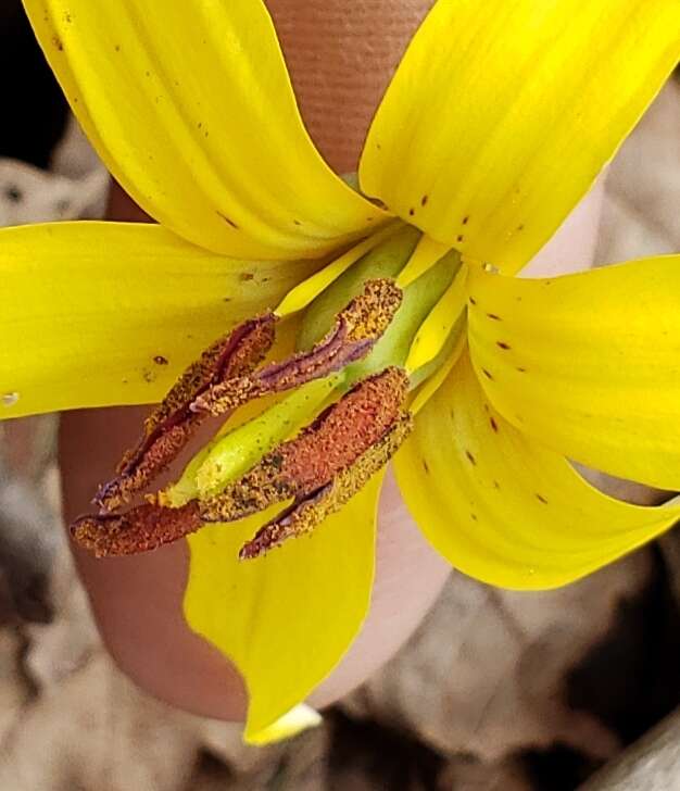 Image of dogtooth violet