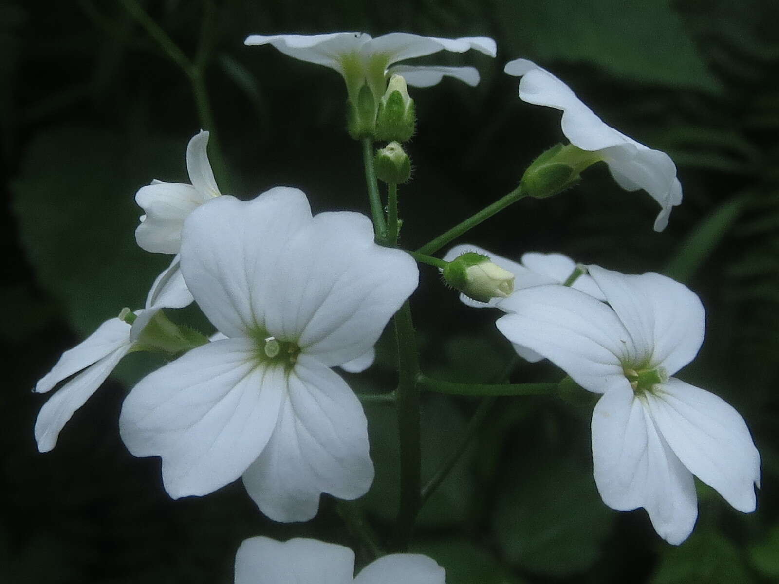 Image of Seaside Bittercress