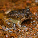 Image of VUB Night Frog