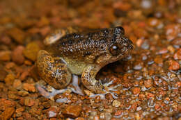 Image of VUB Night Frog