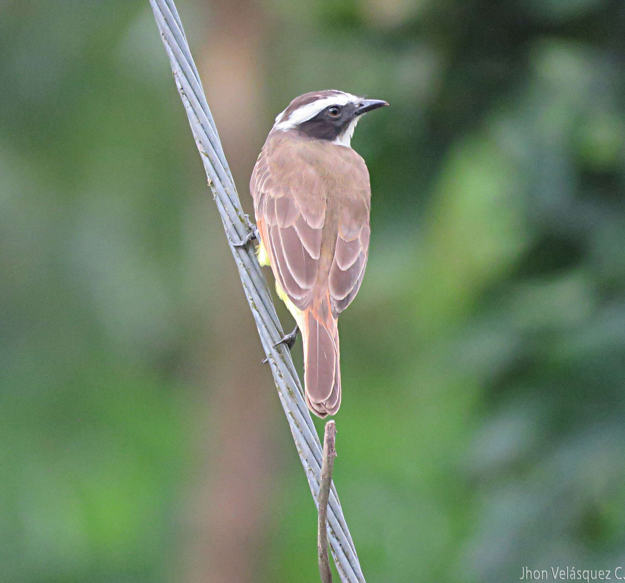 صورة Myiozetetes cayanensis (Linnaeus 1766)