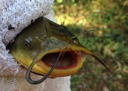 Image of Black Bullhead