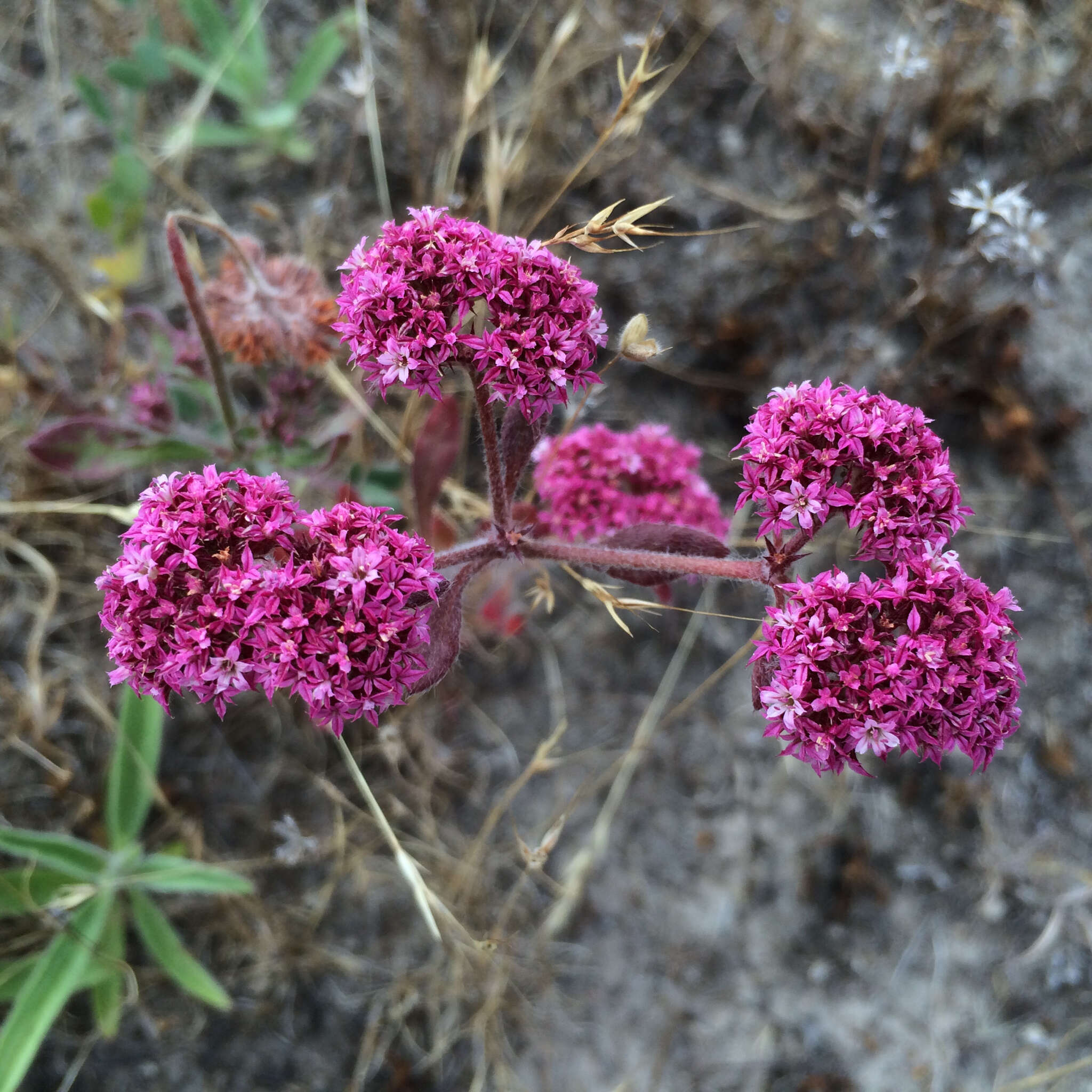 Image of Scotts Valley spineflower