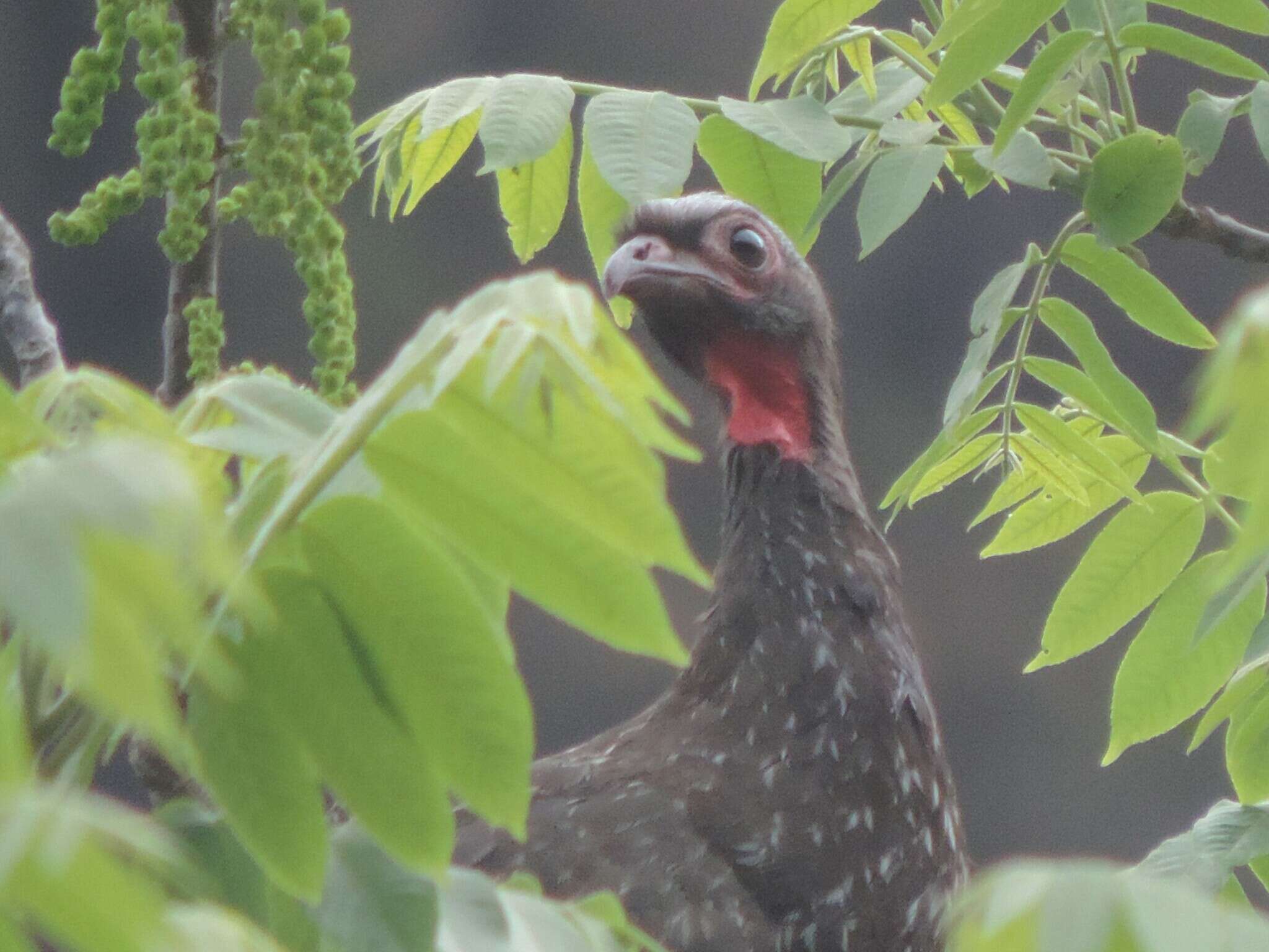 Image of Red-faced Guan