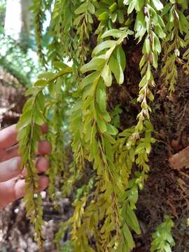 Image of Tmesipteris obliqua R. J. Chinnock