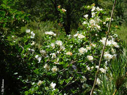 Слика од Eucryphia glutinosa (Poepp. & Endl.) Baill.