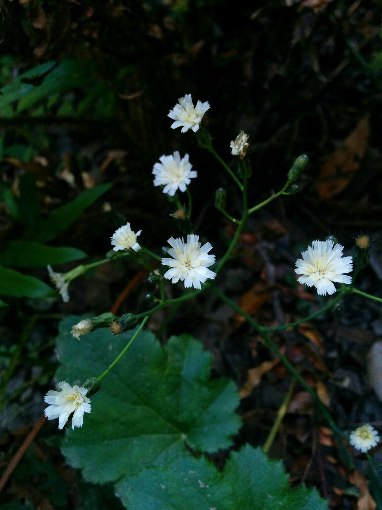 Image of white hawkweed