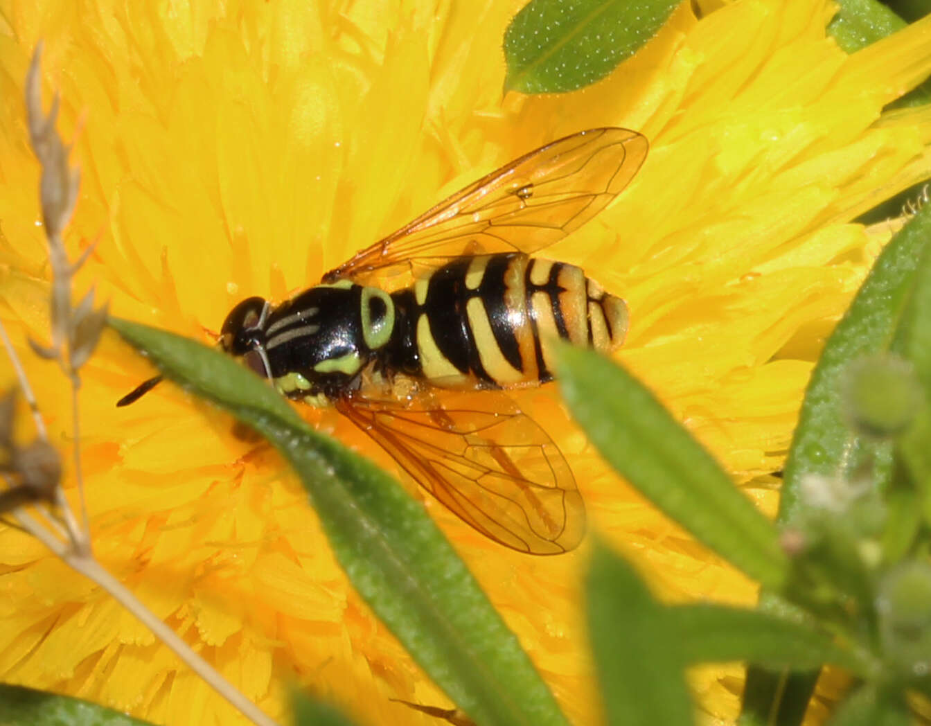 Image de Chrysotoxum verralli Collin 1940