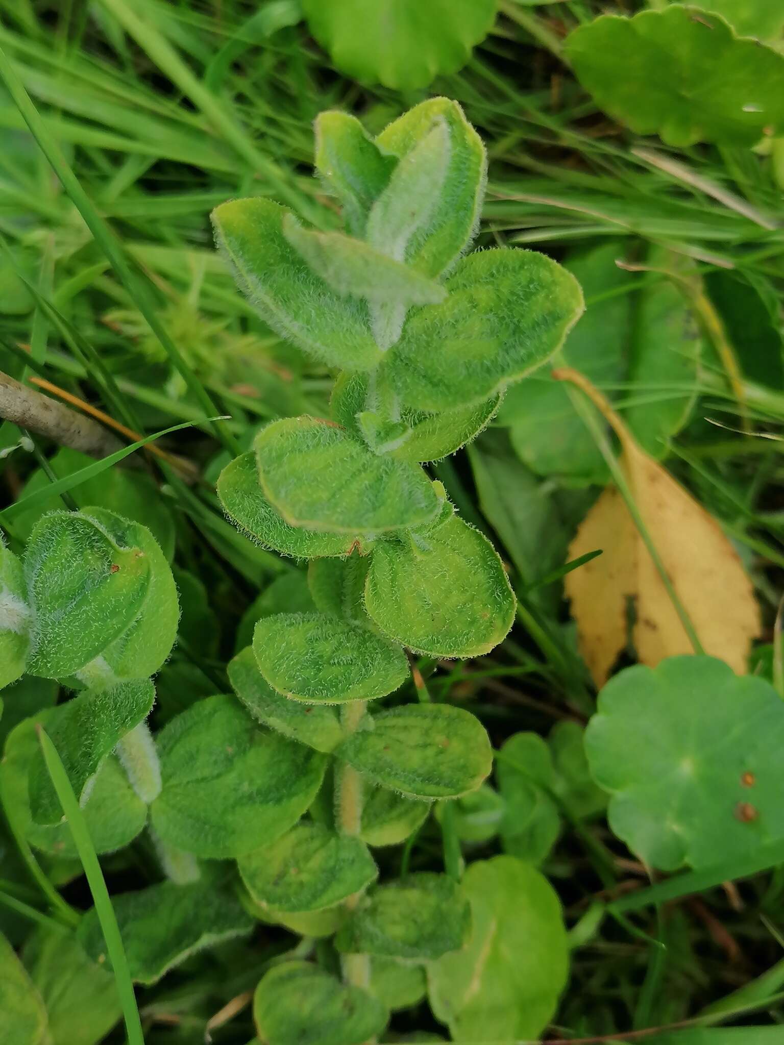 Plancia ëd Hypericum elodes L.