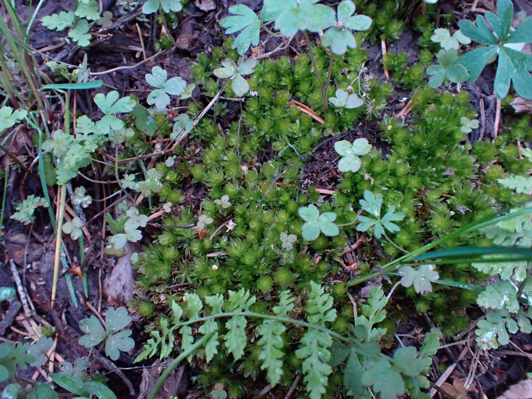 Image of Roell's moss