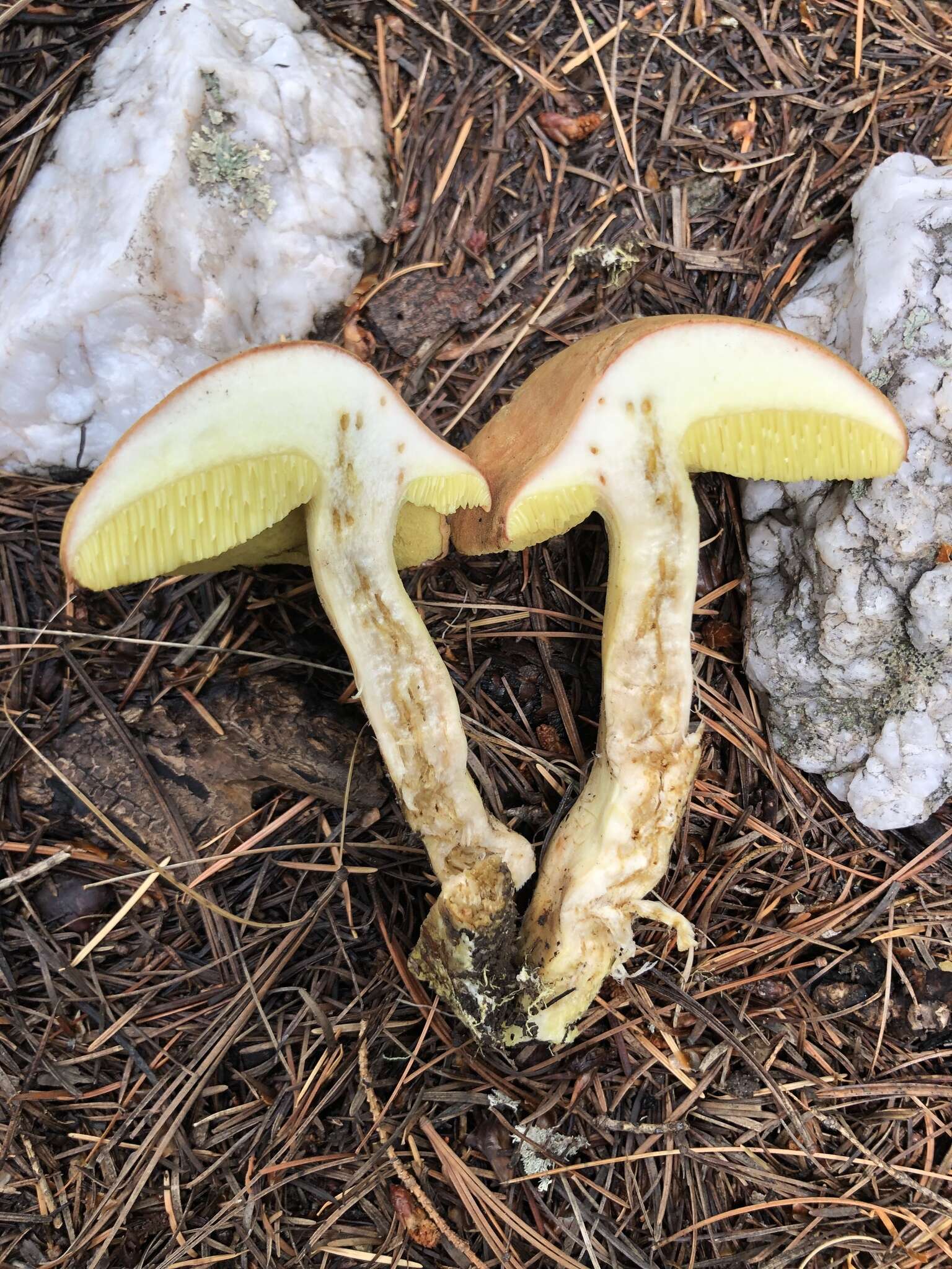 Image of Boletus ferrugineus Schaeff. 1774