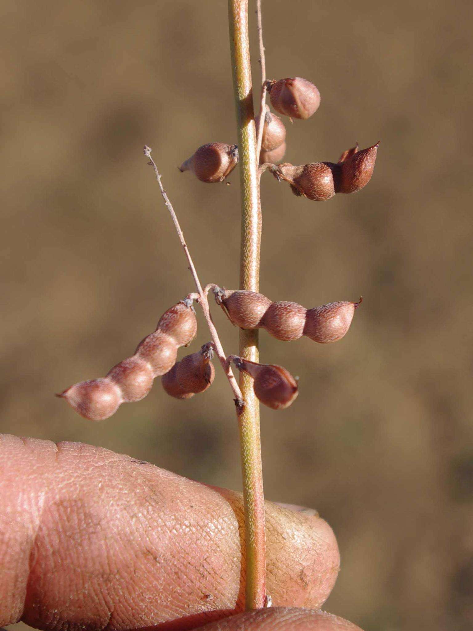 Imagem de Indigofera cryptantha var. occidentalis Baker fil.