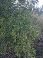Sivun Psidium sartorianum (Berg) Niedenzu kuva