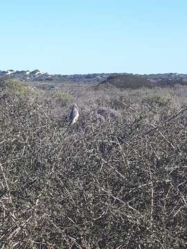 Image of White-backed Mousebird