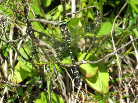 Imagem de Cordulegaster bidentata Selys 1843