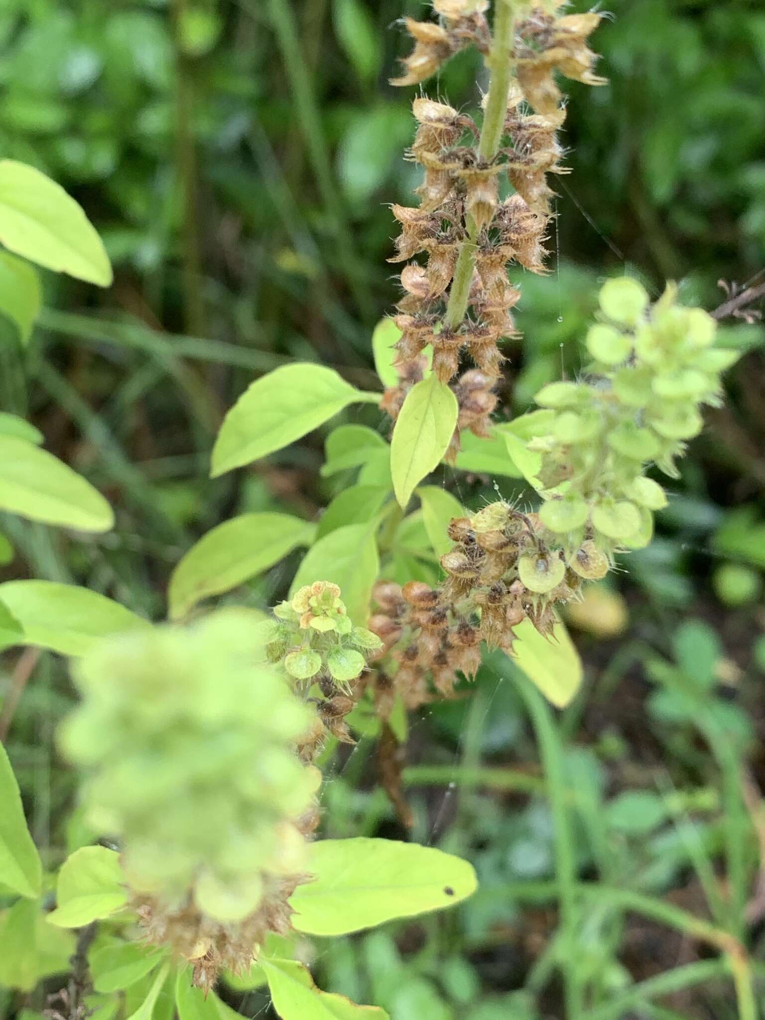 Imagem de Ocimum americanum var. americanum