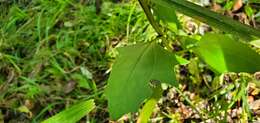 Image of variableleaf Indian plantain