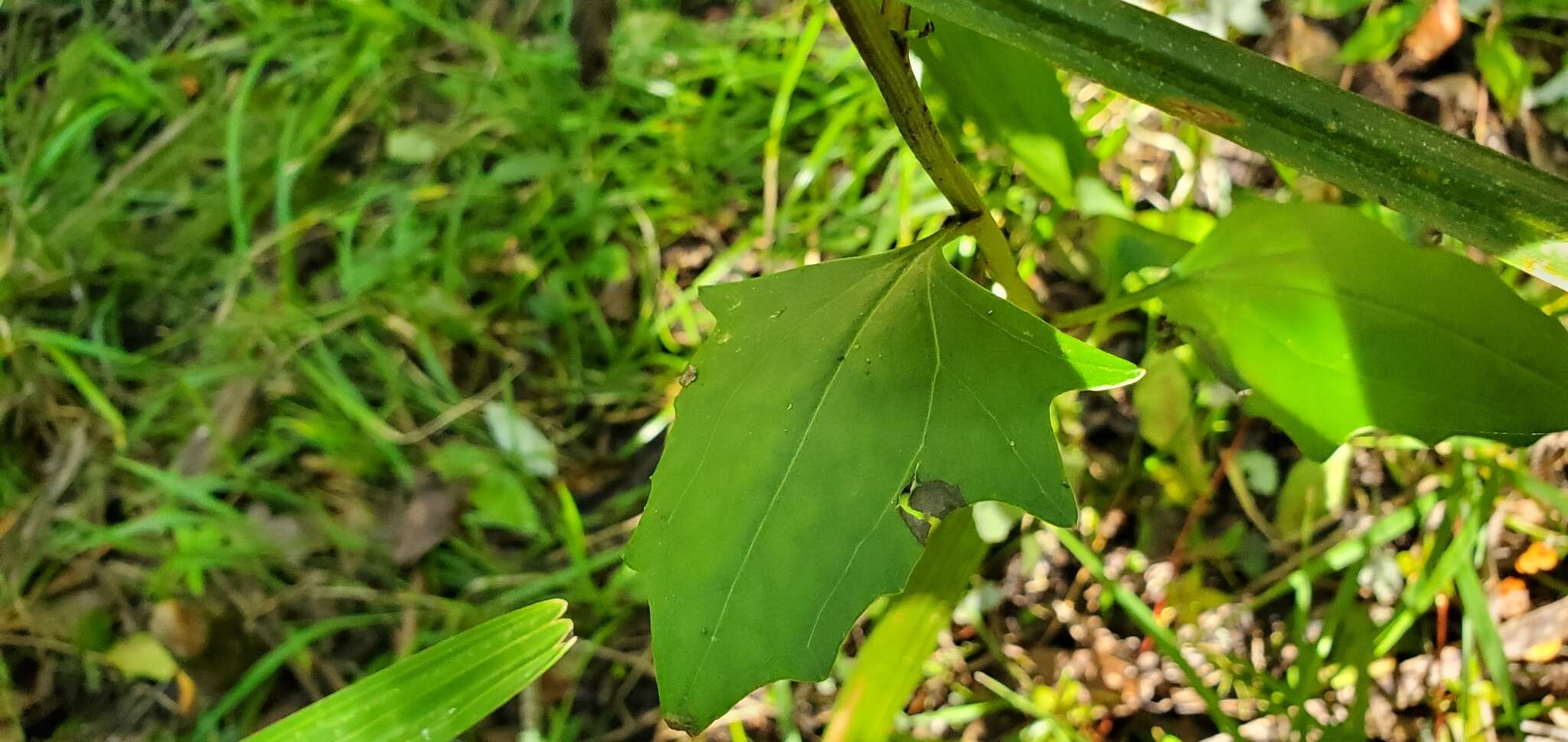 Image of variableleaf Indian plantain