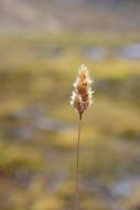 Sivun Calamagrostis chrysantha (J. Presl) Steud. kuva