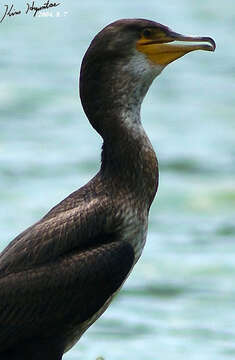 Image of Japanese Cormorant