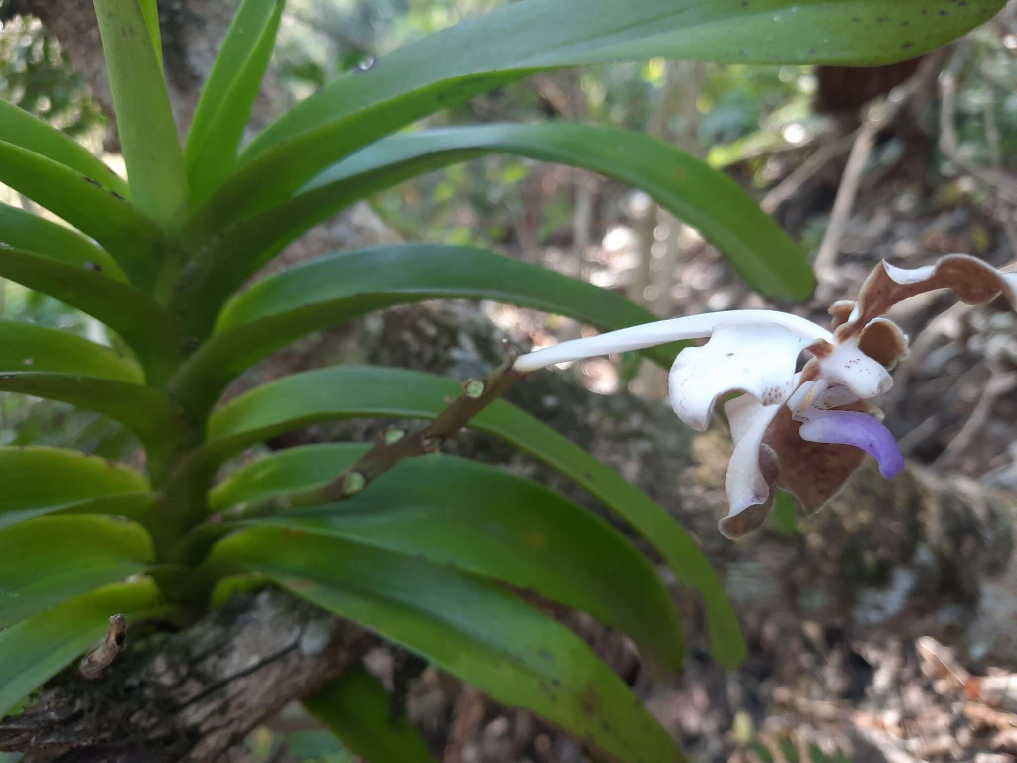 Image of Vanda bicolor Griff.