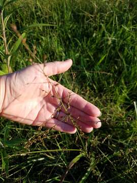 Image of Beaked Cut-Throat Grass