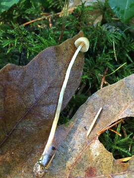 Image of Galerina semilanceata (Peck) A. H. Sm. & Singer 1964