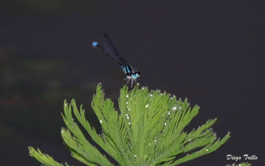 Image of Acanthagrion lancea Selys 1876