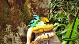 Image of Gilt-edged Tanager