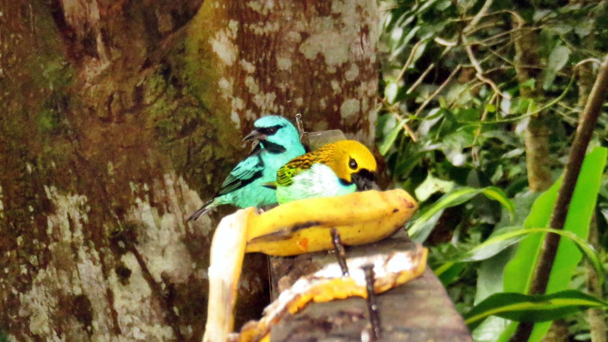 Image of Gilt-edged Tanager