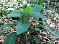 Image of Dieffenbachia wendlandii Schott