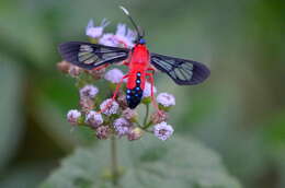 Слика од Cosmosoma myrodora Dyar 1907