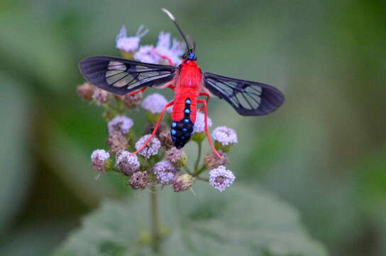 Слика од Cosmosoma myrodora Dyar 1907