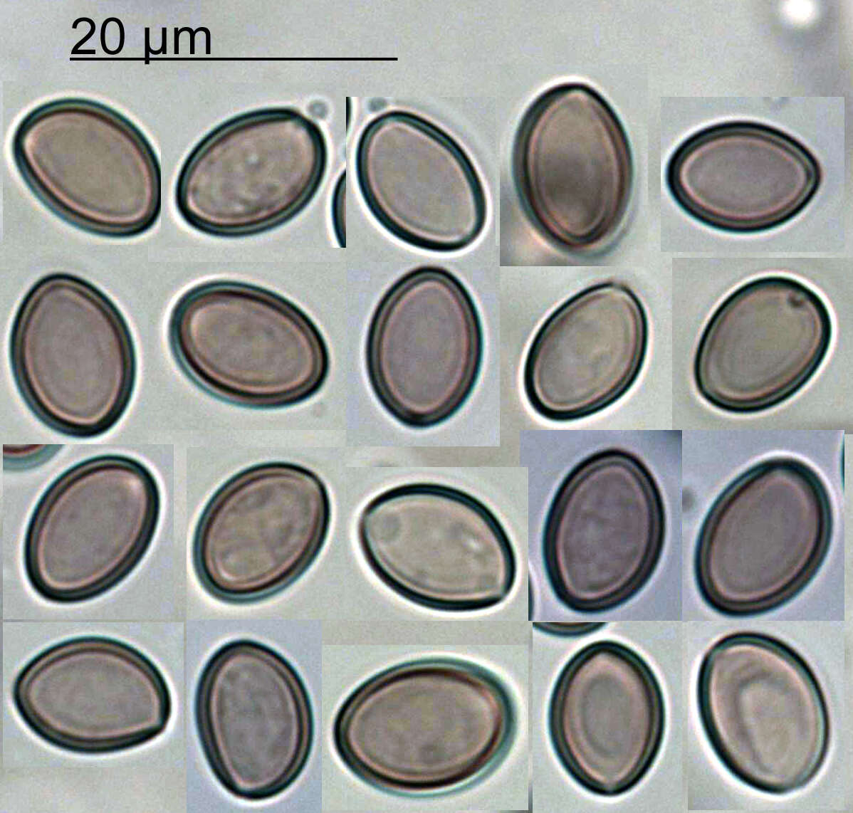 صورة Crepidotus eucalyptorum Cleland 1924