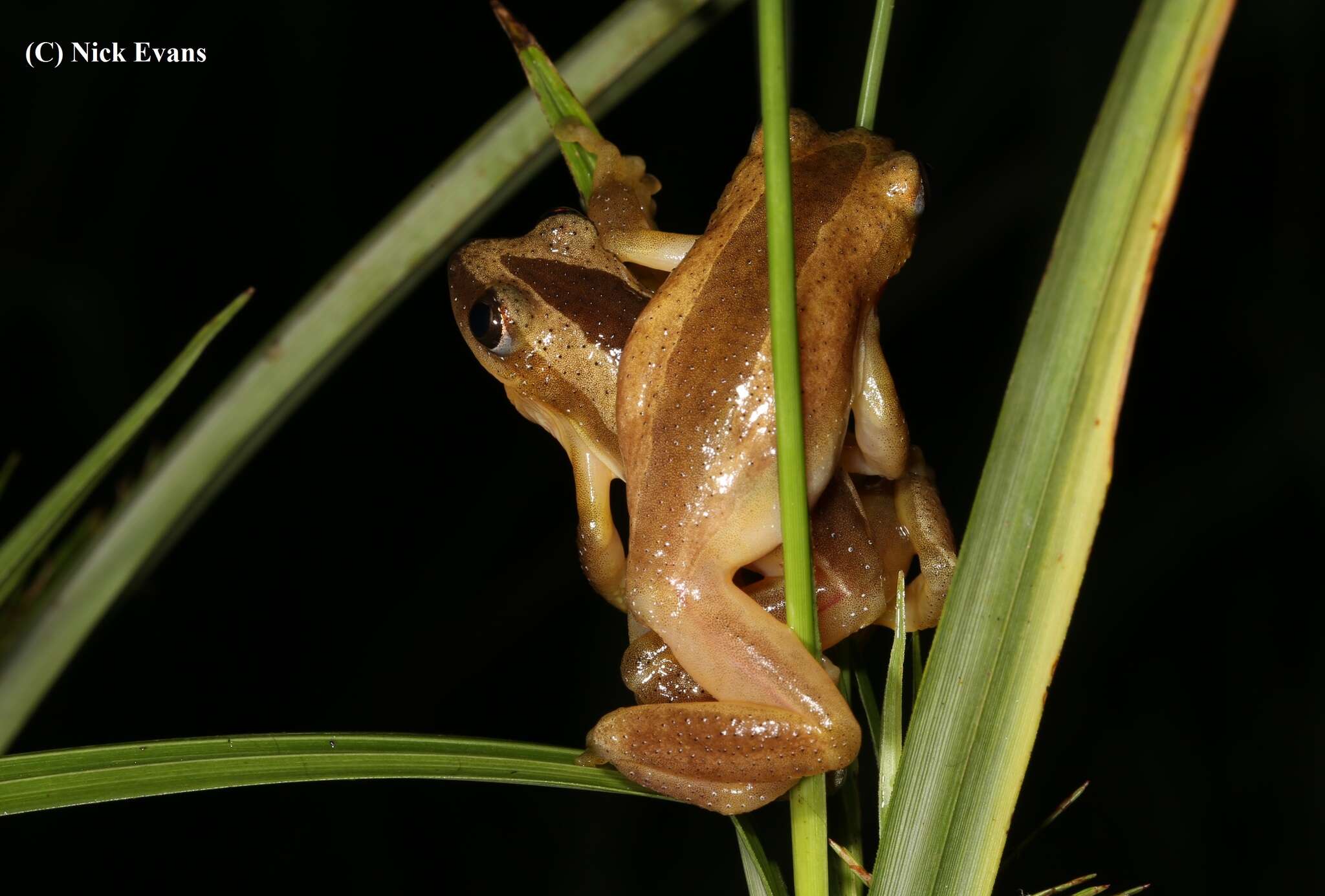 Image of Fornasini's Spiny Reed Frog