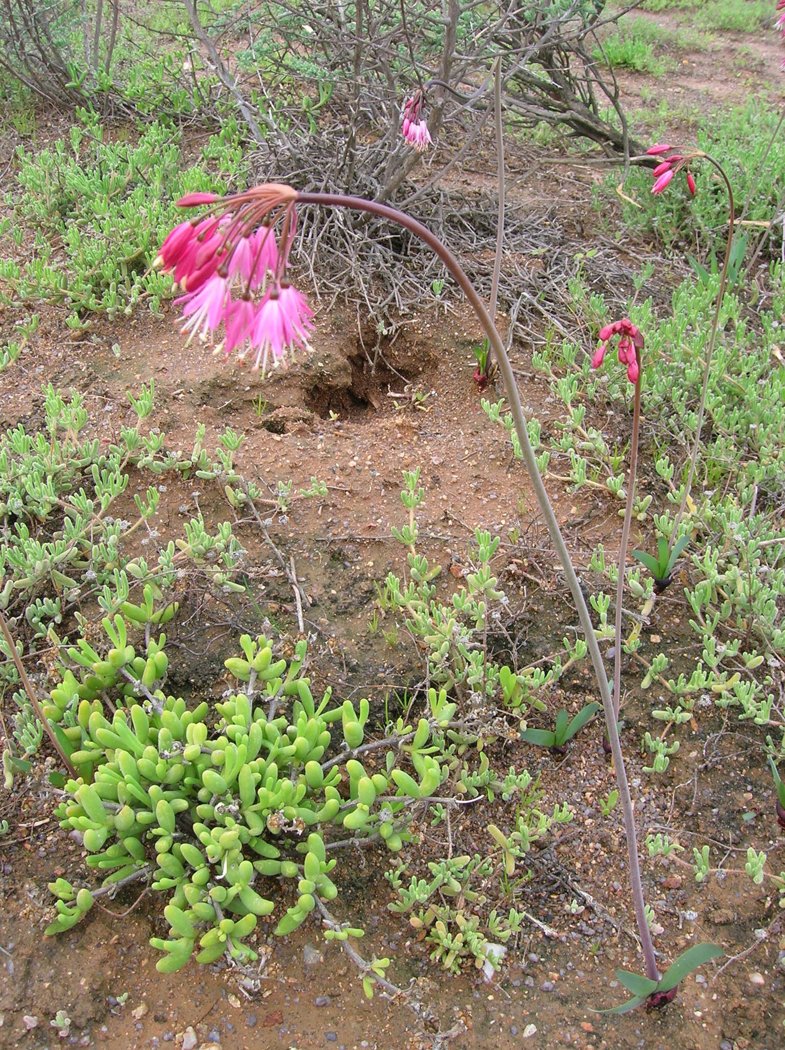 Image of Strumaria truncata Jacq.