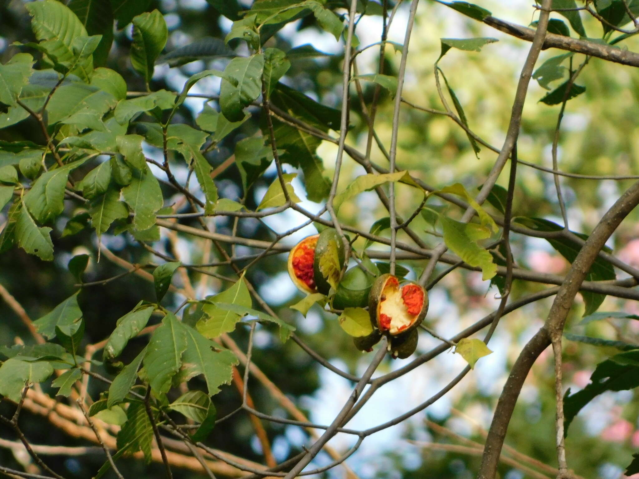 Sivun Tabernaemontana tomentosa (Greenm.) A. O. Simões & M. E. Endress kuva