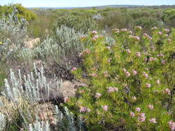 Imagem de Serruria fucifolia Salisb. ex Knight