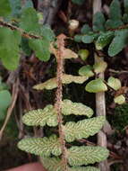 Image of Asplenium cordatum (Thunb.) Sw.