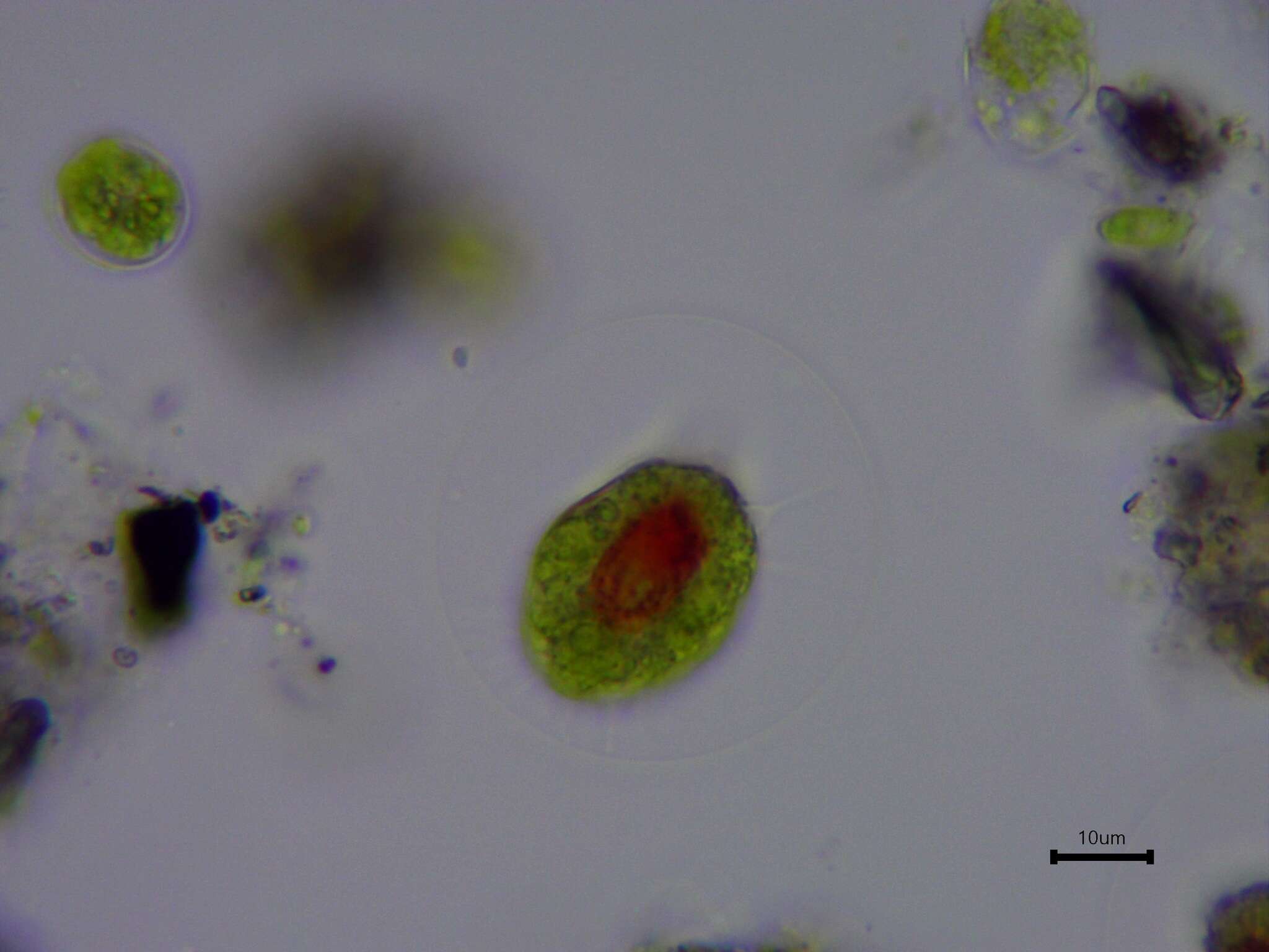 Image of Haematococcus lacustris