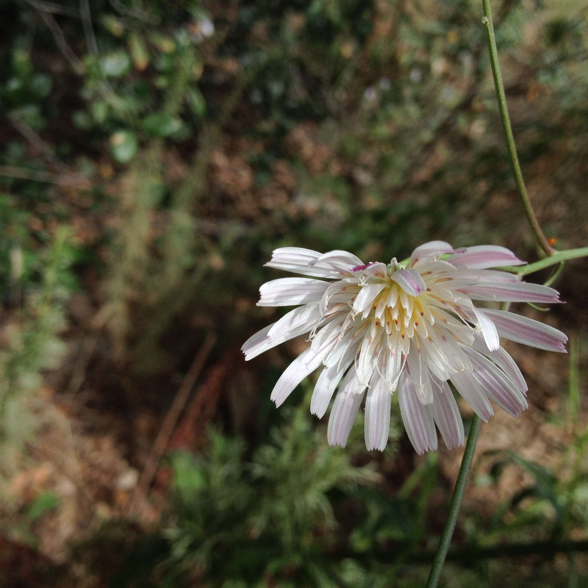 Imagem de Malacothrix saxatilis (Nutt.) Torr. & A. Gray