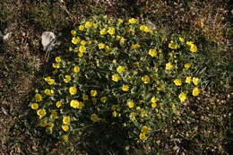 Image of abbotswood potentilla