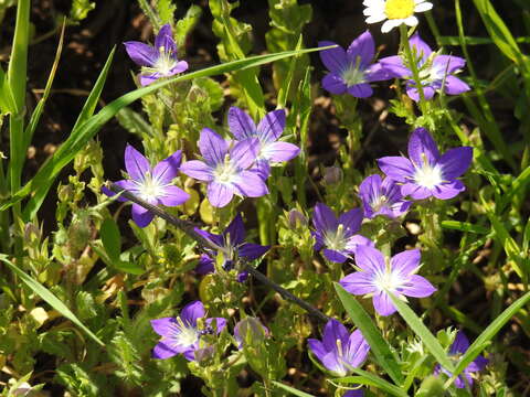 Campanula stellaris Boiss. resmi