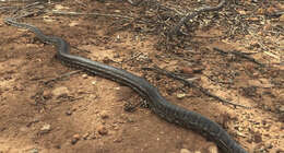 Imagem de Morelia spilota imbricata (L. A. Smith 1981)